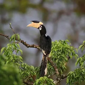 Sigiri Birds Hostel